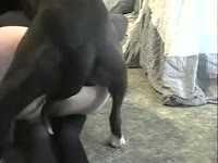 MILF got her pussy licked and pleasured by black dog